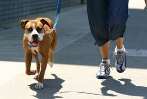 passear-com-o-cachorro