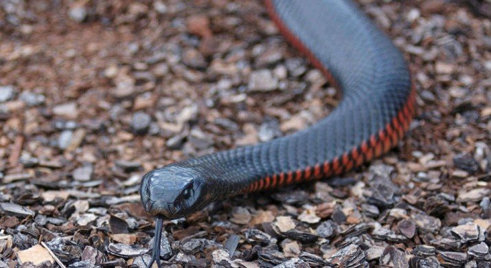 Efeito cobra pode afetar o seu bolso