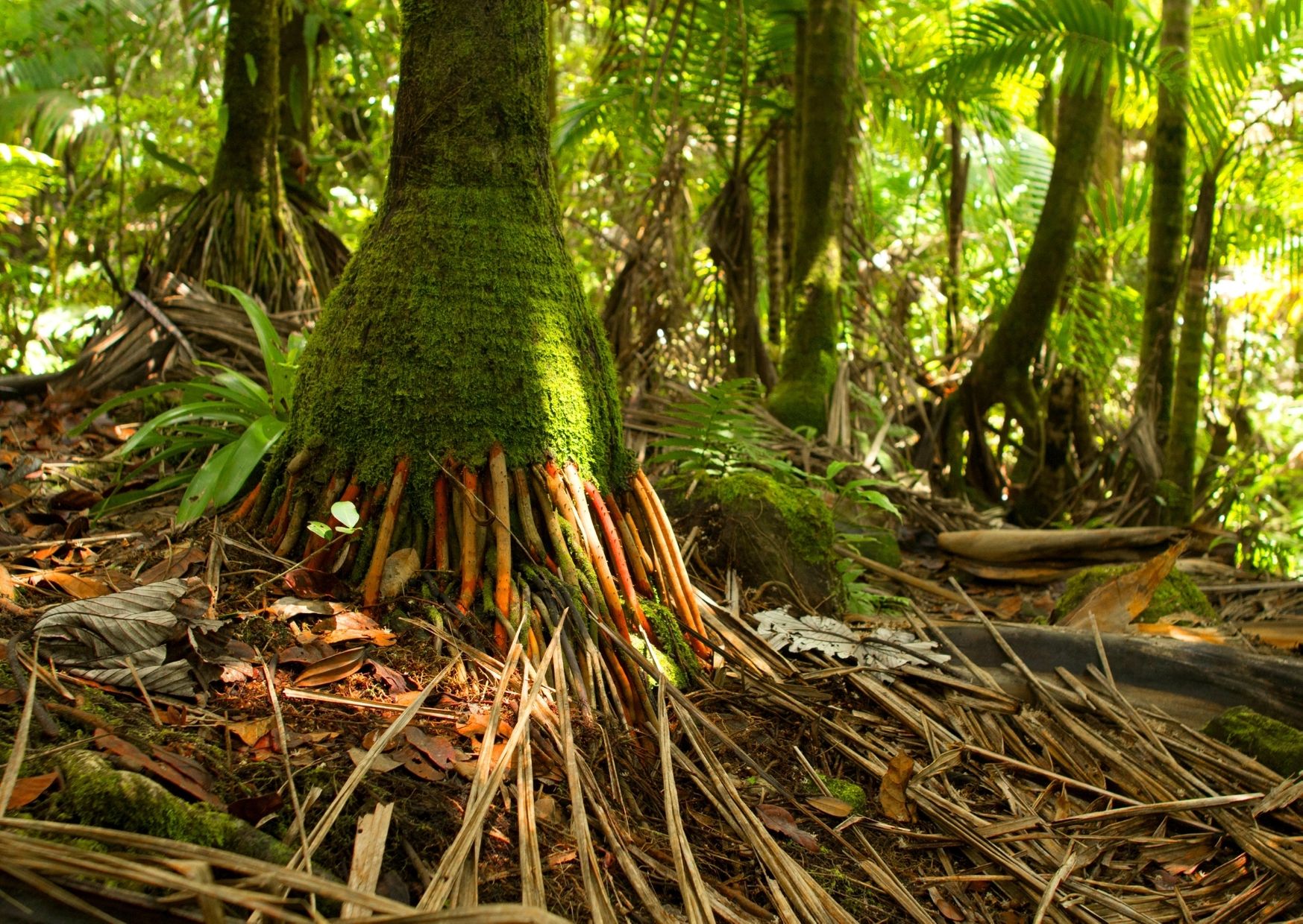 Preserve as suas raízes  – 50 de 90