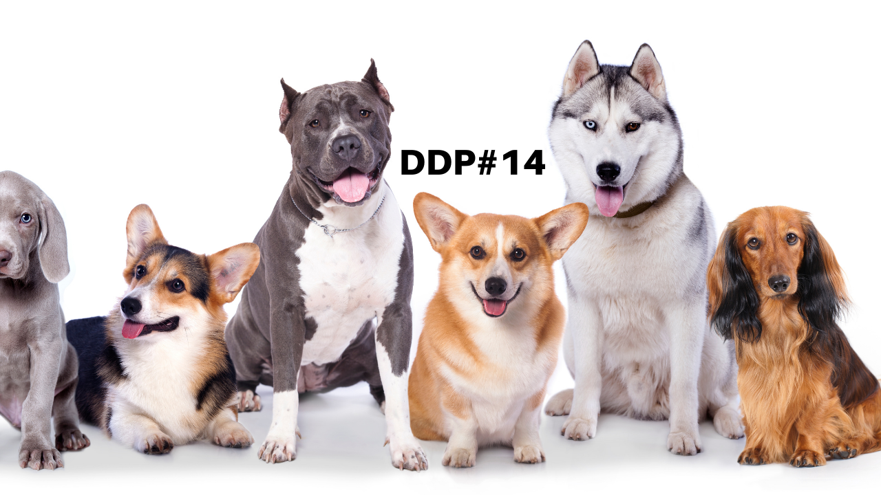 Aprenda com os cachorros – DDP#14